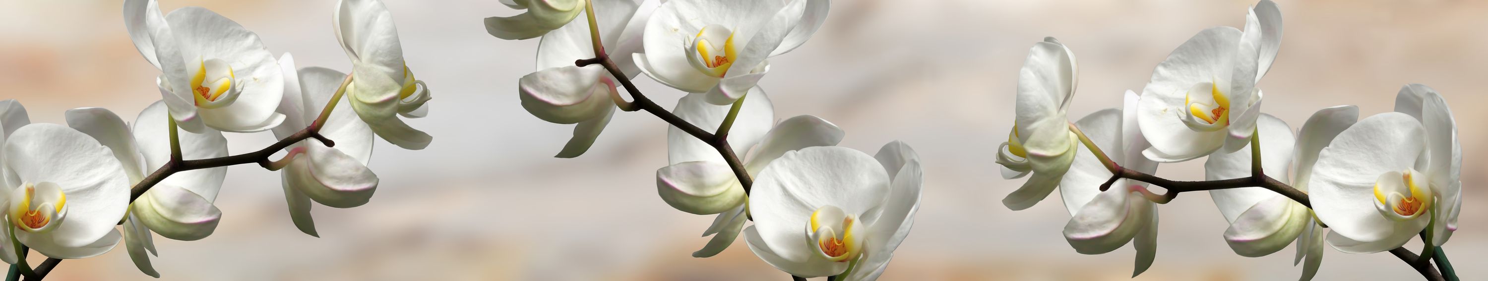 Орхидея панорама